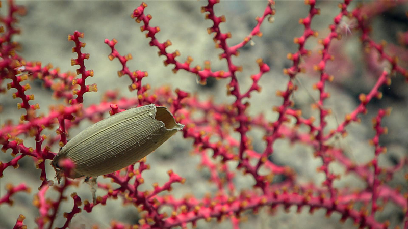 A shark egg sac attached to a deepwater coral. Sharks are among the deep ocean species sought by some commercial fisheries.